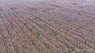 农业生产新疆棉田棉花盛开空镜航拍